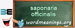 WordMeaning blackboard for saponaria officinalis